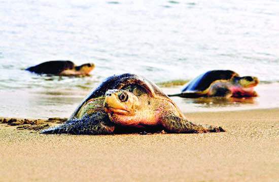 Tortugas marinas harán más de un millón de nidos en Oaxaca en 2015