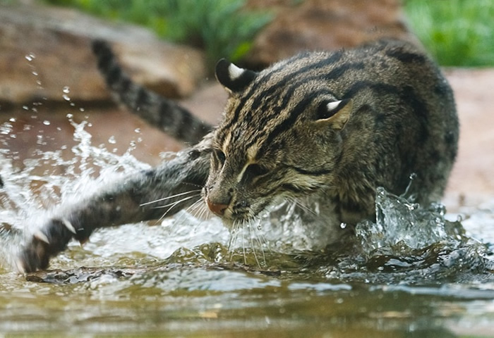 Hallan ejemplar de un felino que se creía extinto