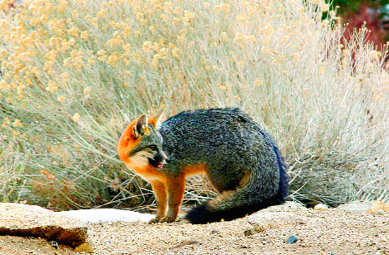 Estudian reintroducción de la zorra gris en reserva ecológica de CU