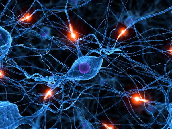 Descubren que las neuronas del cerebro se ajustan sobre la marcha