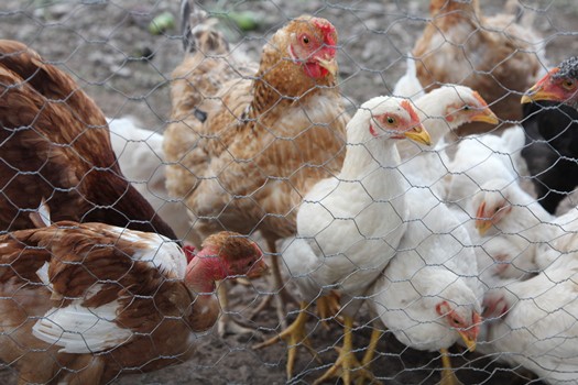 Transforman heces de animales de granja en biogás y electricidad