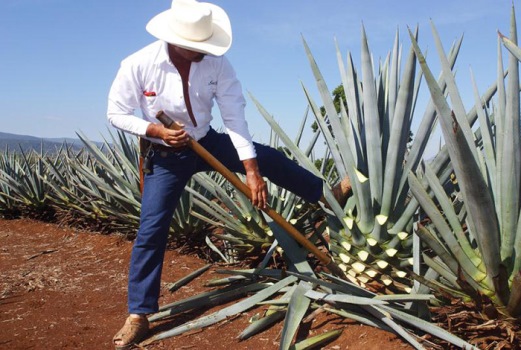 Sustancias del agave contribuyen a la generación de masa ósea