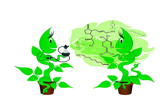 Las plantas emiten olores que ayudan a combatir las plagas y enfermedades