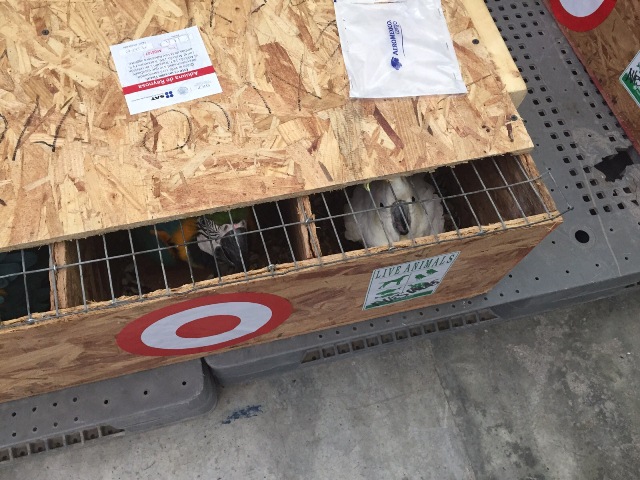 Interceptan contrabando de aves silvestres en Reynosa