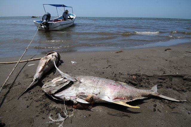 COEPRIS ordena veda temporal por marea roja