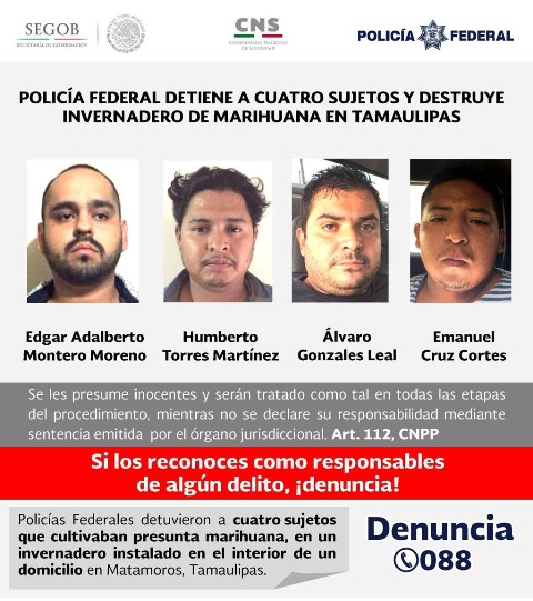 Detiene PF a cuatro y destruye invernadero de droga en Tamaulipas