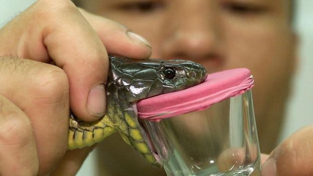 Científicos estudian propiedades médicas del veneno de serpiente