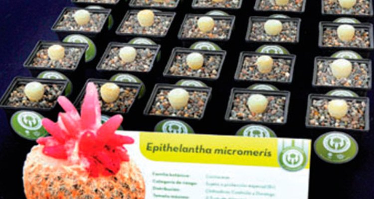Adoptan más de 13 mil plantas en peligro de extinción