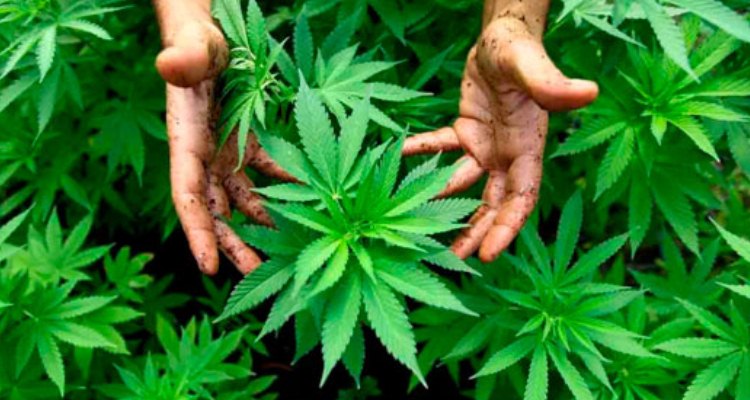 Del 25 de enero al 17 de febrero, debate sobre la mariguana
