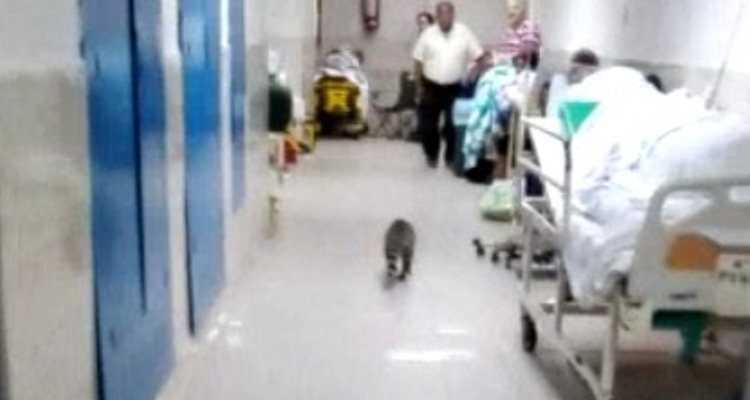 Mapaches dejan el ISSSTE pero  se van al IMSS de Madero