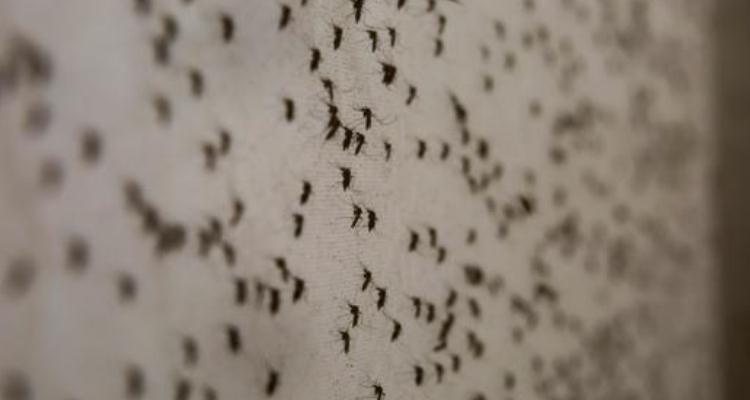 Confirman primeros casos de Zika en Los Ángeles y Dinamarca