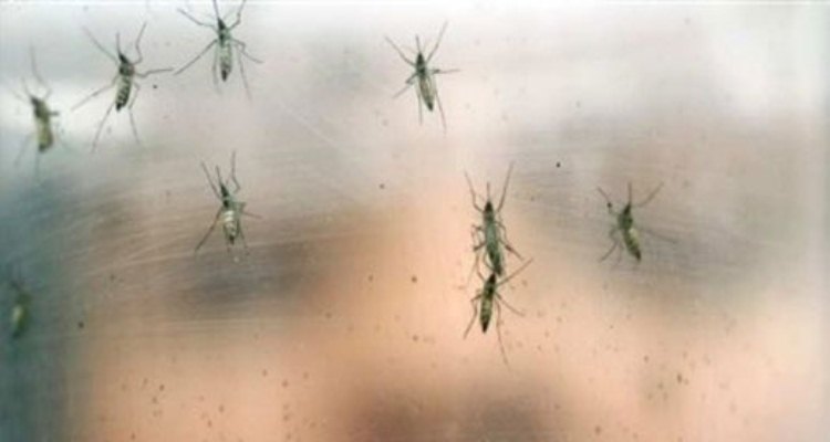 Cinco infectados con el virus zika han entrado en Francia
