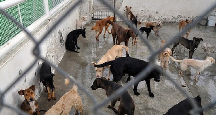 Habrá seguro popular para  animales en la zona sur