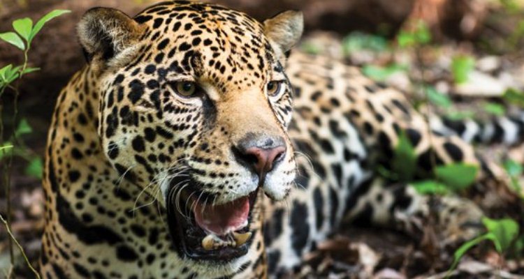 Trabajan expertos para preservar el jaguar y oso negro en la Sierra Madre Oriental