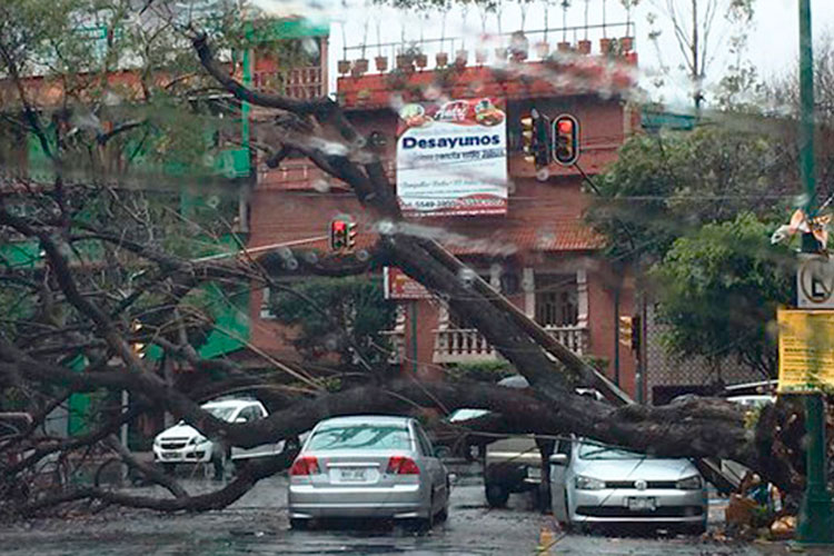 Caen 420 árboles por viento en Cd. México