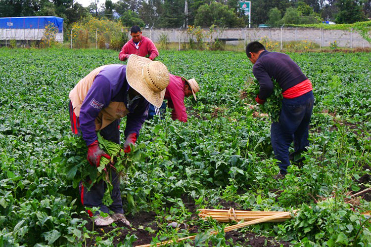 Campesinos ‘muertos’ cobran los programas para el campo en Victoria