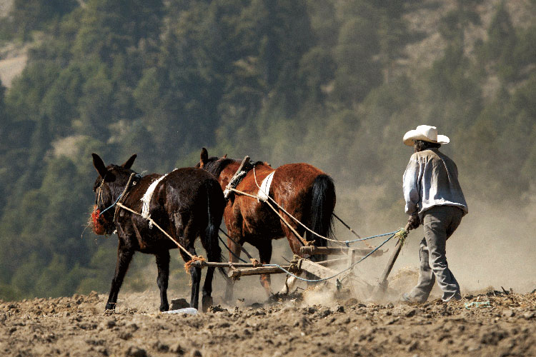Seis de cada 10 campesinos son pobres en México