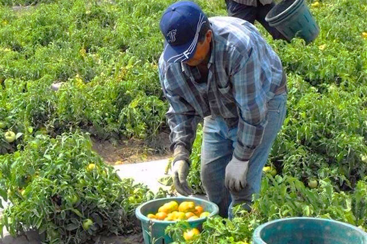 Cumple Tamaulipas 40 años de enviar braceros a Canadá