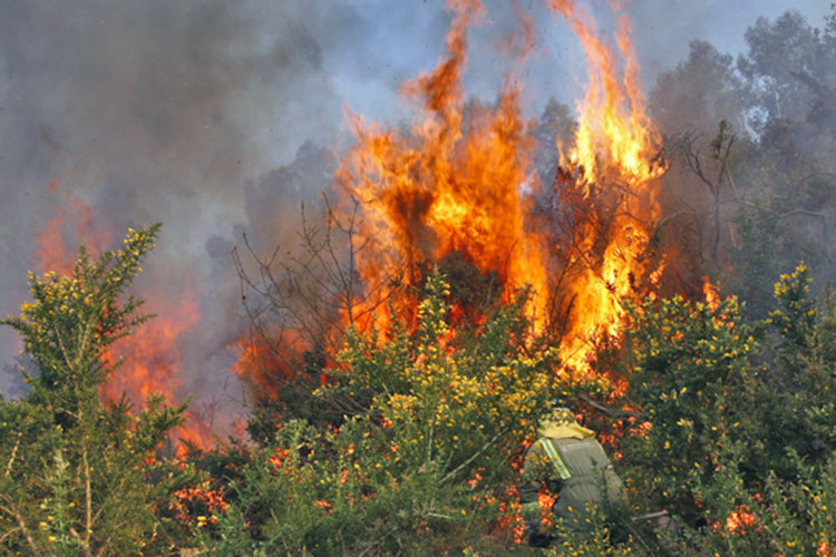 Se incendian más de 150 héctareas de bosque en Michoacán