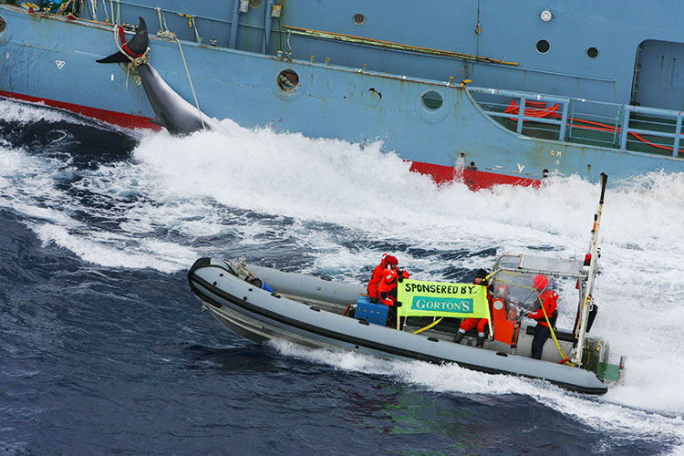 Japón inicia este sábado su temporada de pesca de ballenas