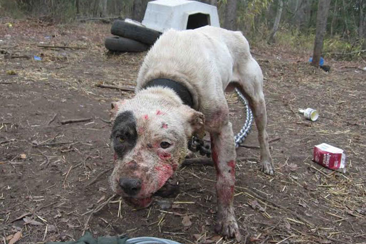 Congreso tipifica el maltrato animal en Tamaulipas