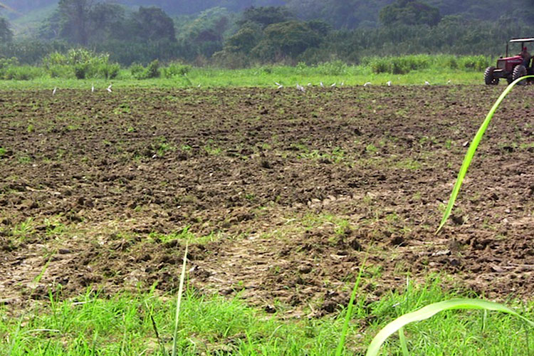 Sagarpa paga Proagro y no siembran tierras ejidales