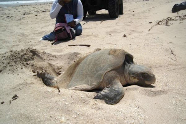 Persiste el robo de huevos de tortuga en Miramar