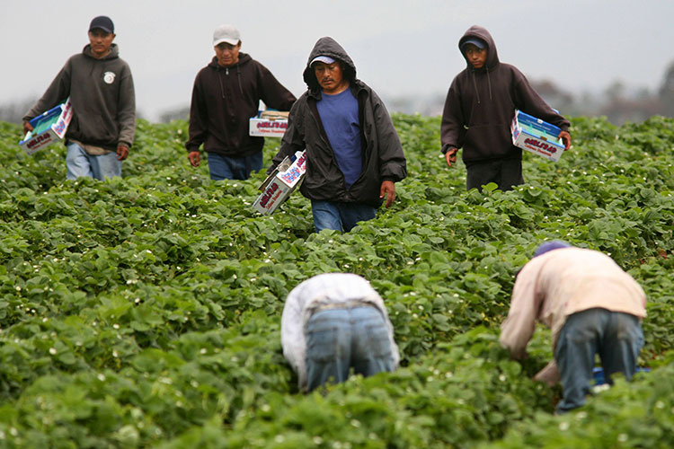 336 muertes de mexicanos en accidentes laborales en EU en 2014