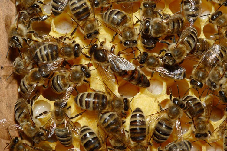 Crecen enjambres de abejas africanas: alerta PC