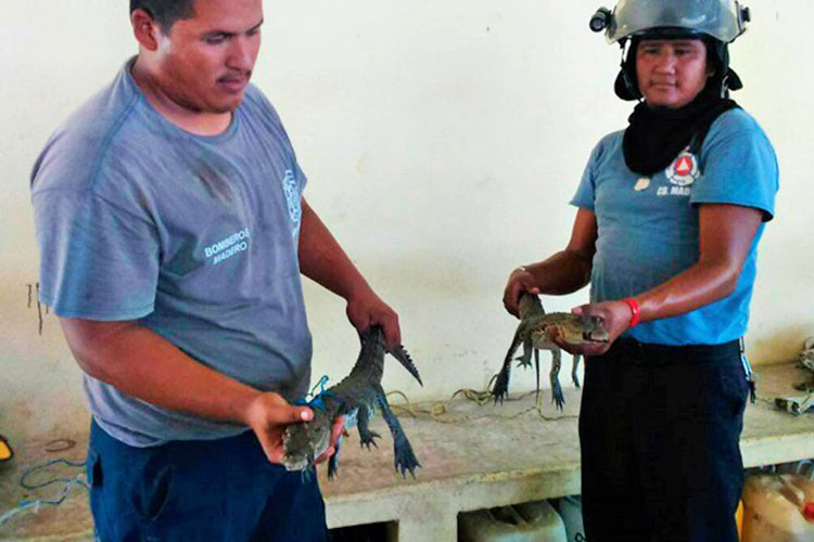 Bomberos de Madero capturan 5 cocodrilos en una semana