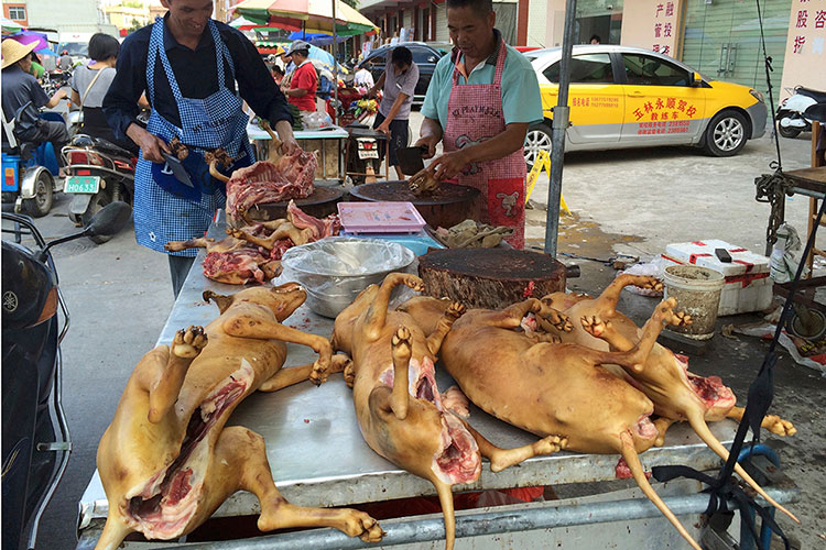 Inicia festival de carne de perro en China bajo indignación mundial