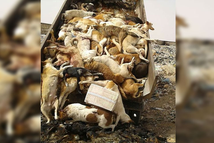 Cazan e incineran a decenas de perros callejeros en Marruecos