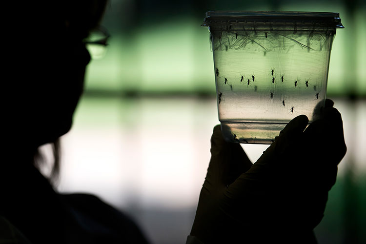 EU registra un nacimiento de bebé con microcefalia por zika