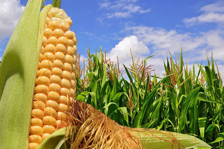 Fija Consejo Agropecuario fechas de registro en programas del campo