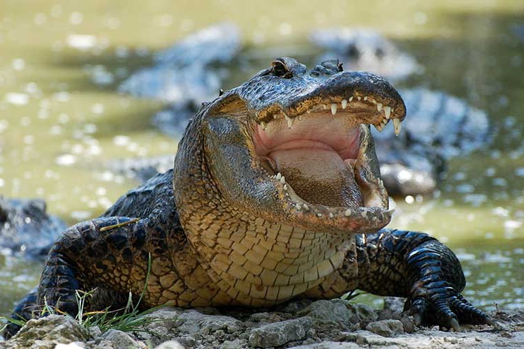 Cocodrilos, búhos y víboras de cascabel mascotas de victorenses