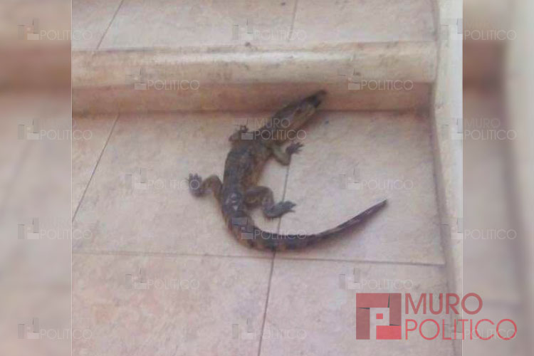 Llegan a su casa y se encuentran el ‘cocodrilo’