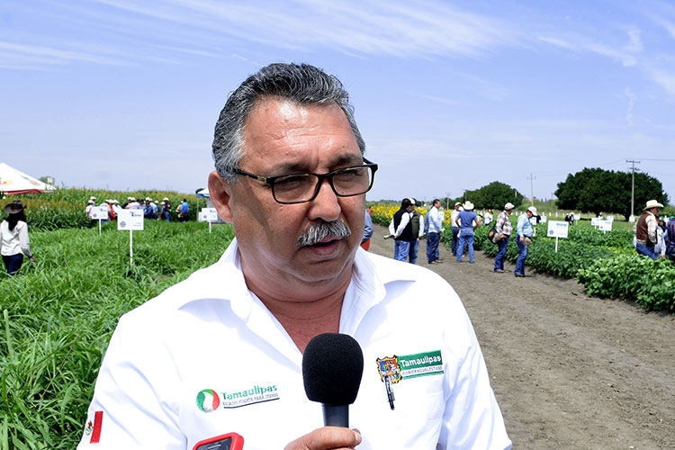 Entregan 236 millones de pesos para productores de maíz amarillo