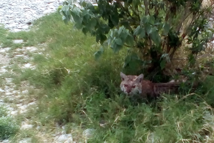 Libera PROFEPA a gato montés en Tamaulipas