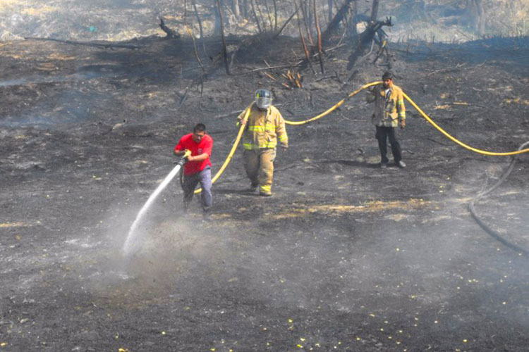 Calor aumenta incendios y enjambres de abeja en Victoria