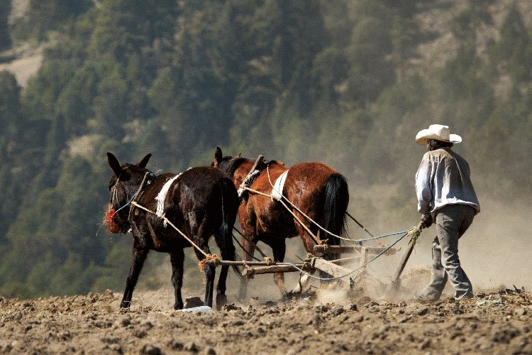 Operativos rurales han llevado a la baja la delincuencia: Juan Báez
