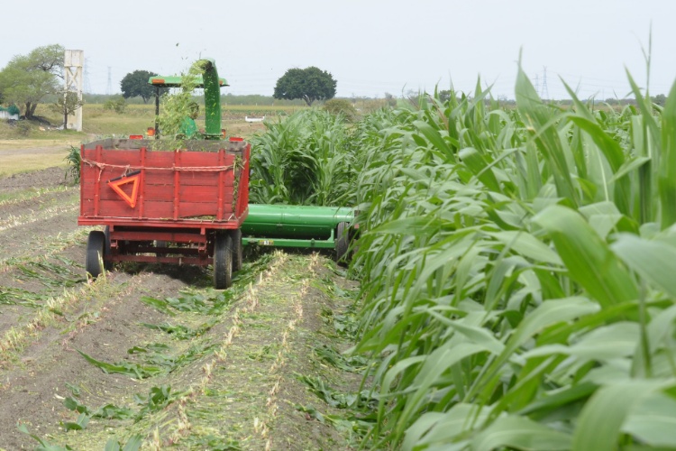 Entregan apoyos para el campo de Victoria
