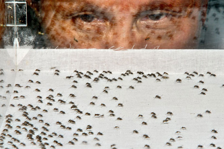 Confirman 14 casos de Zika en Tamaulipas; 2 mujeres embarazadas