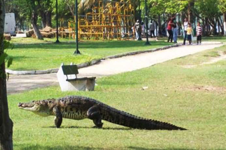 Estudian aprovechamiento sustentable de cocodrilo