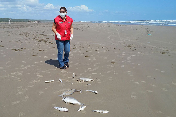 Confirman “Marea roja” en playa de Matamoros