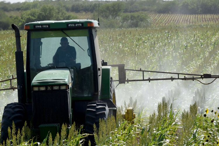 Lluvia aumenta las expectativas de producción agrícola en Tamaulipas