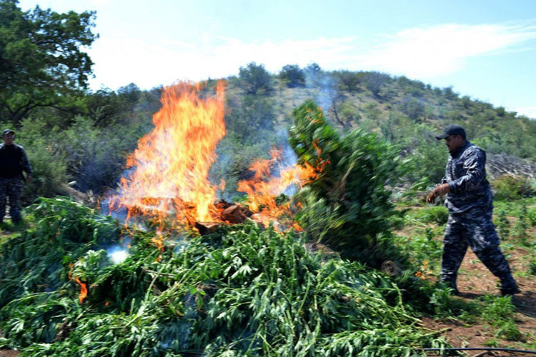 Destruyen en Jalisco 40 mil plantas de mariguana