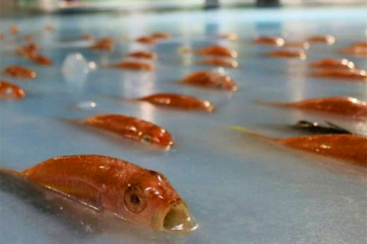 Cierran pista de patinaje en Japón por congelar 5 mil peces
