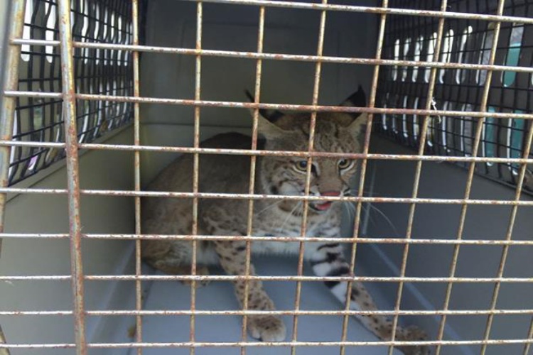 Rescata PROFEPA tres ejemplares de gato montés en Tamaulipas