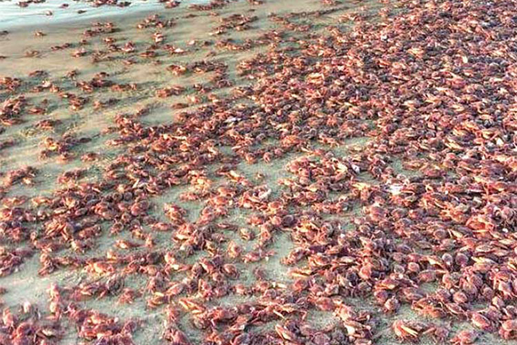 Aparecen miles de jaibas muertas en Salina Cruz