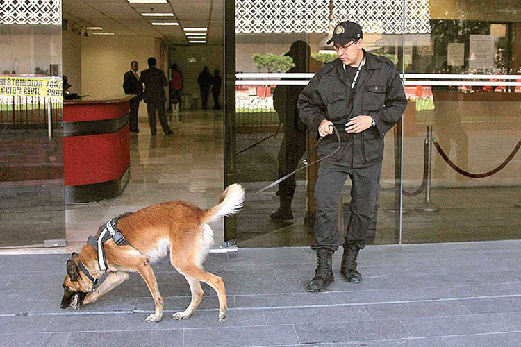 Diputados aseguran hasta perros; lanza licitación para 2017